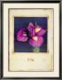 Iris by Richard Penn Limited Edition Pricing Art Print
