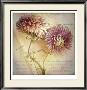 April Strawflowers by Sally Wetherby Limited Edition Print