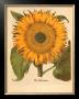Sunflower by Basilius Besler Limited Edition Pricing Art Print