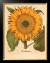 Sunflower by Basilius Besler Limited Edition Print