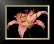 Dream Lilies Ii by Renee Stramel Limited Edition Pricing Art Print