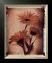 Daisy Study I by Dick & Diane Stefanich Limited Edition Pricing Art Print