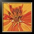 Pressed Flower Abstract No. 1 by Shams Rasheed Limited Edition Pricing Art Print