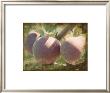 Vintage Apples I by Jason Johnson Limited Edition Pricing Art Print