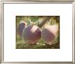 Vintage Apples I by Jason Johnson Limited Edition Print