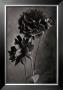 Ruby Dahlia by Sondra Wampler Limited Edition Print