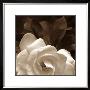 Gardenia Garden by Rebecca Swanson Limited Edition Print