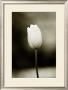Early Morning Tulip by Jerry Koontz Limited Edition Pricing Art Print
