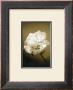 Peony Ii by Chris Sands Limited Edition Print