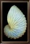 Paper Nautilus by Harold Feinstein Limited Edition Print