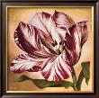 Stripey Tulip Ii by Galley Limited Edition Print