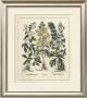 Besler Floral I by Basilius Besler Limited Edition Pricing Art Print