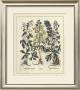 Besler Floral I by Basilius Besler Limited Edition Print