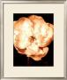 Beautiful Flower Iii by Gerard Van Hal Limited Edition Print