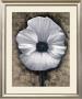 Poppy Love I by Tan Chun Limited Edition Pricing Art Print