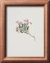 Small Alpine Rose by Moritz Michael Daffinger Limited Edition Pricing Art Print