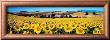 Sunflowers Field, Umbria by Philip Enticknap Limited Edition Print