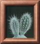 Cactus Plants I by P. Caban-Raget Limited Edition Print