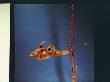 Gibbon Hanging From Wire And Vine Arrangement Regarding Motion Studies by Ralph Morse Limited Edition Print