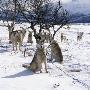 Group Of Huskies On A Snow Covered Landscape by Par Domeij Limited Edition Print