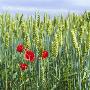 Close-Up Of Wheat Crop In A Field by Par Domeij Limited Edition Print