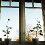 Plants Growing In A Window by Tina Jonsson Limited Edition Print