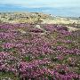 Wildflowers On A Rock by Ove Eriksson Limited Edition Pricing Art Print