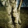 Triple Birch Stem by Malin Gezelius Limited Edition Print