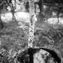 A Plastic Barrel Full Of Water, Standing By A Birch Tree by Maria Olsson Limited Edition Print