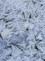 Close-Up Of Leaves Covered With Snow by Anders Ekholm Limited Edition Print