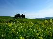 Cypress Trees In Tuscany In The Spring by Donna Corless Limited Edition Print