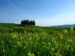 Cypress Trees In Tuscany In The Spring by Donna Corless Limited Edition Pricing Art Print