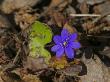 Close-Up Of A Wildflower by Ingemar Aourell Limited Edition Print