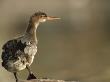 A Young Red-Breasted Merganser by Hannu Hautala Limited Edition Pricing Art Print