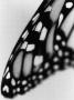 Wing Of A Butterfly by Jann Lipka Limited Edition Print
