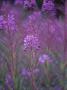 Close-Up Of Lavender Plants by Gunnar Larsson Limited Edition Print