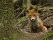 Fox Pup Sitting Near A Tree Trunk by Jorgen Larsson Limited Edition Print