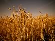 Ripe Wheat by Lars Astrom Limited Edition Print