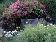 Wooden Bench With Pillar Rose Trained Over Trellis, White Cosmos And Yew Hedge by Clive Nichols Limited Edition Pricing Art Print