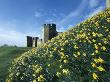 Warkworth Castle, Northumberland, England, Mound Covered With Daffodils by Colin Dixon Limited Edition Print