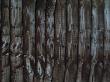 Backgrounds - Deatil Of Larch Lap Fence by Natalie Tepper Limited Edition Print