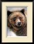 Grizzly Bear by Robert Pow Limited Edition Print