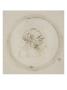 Vieille Femme En Buste La Tete De Profil A Gauche by Leonard De Vinci Limited Edition Print