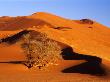 Elim Dune Overcomes An Acacia Tree, Sesriem, Namib Naukluft Park, Namibia by Charles Crust Limited Edition Print