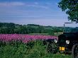 Ford Model T Near Crop Of Dames Rocket, Oregon, Usa by Julie Eggers Limited Edition Print