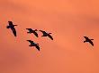 Snow Geese, Bosque Del Apache National Wildlife Refuge, Socorro, New Mexico, Usa by Larry Ditto Limited Edition Print