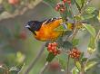 Baltimore Oriole In Fiddlewood Bush, South Padre Island, Texas, Usa by Larry Ditto Limited Edition Print