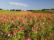 Cosmos Field In Bloom, Willamette Valley, Oregon, Usa by Terry Eggers Limited Edition Print