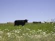 Cows Grazing With Wildflowers, Grangeville, Idaho, Usa by Terry Eggers Limited Edition Print
