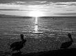 Pelicans' Silhouette, Santa Barbara Harbor by Eloise Patrick Limited Edition Pricing Art Print